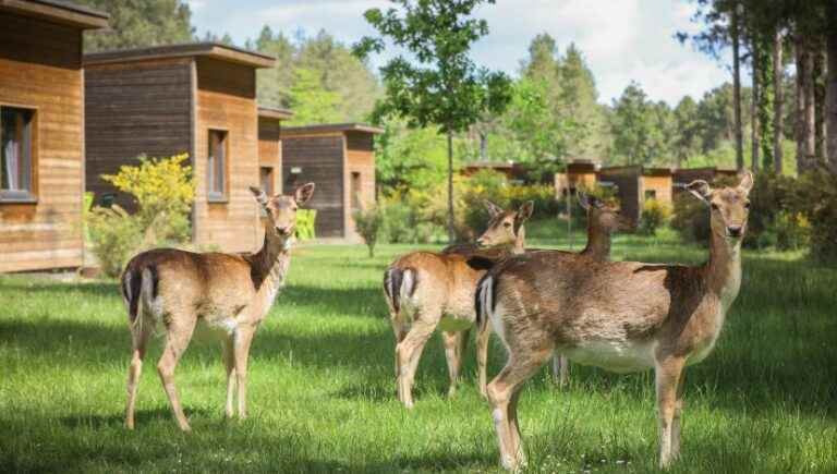 A stay at Center Parcs Domaine du Bois aux Daims on France Bleu Poitou!