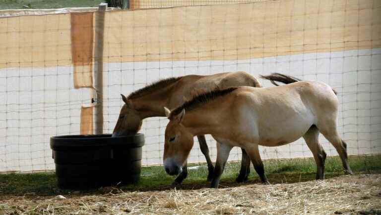 Abused horses discovered in a truck, north of Toulouse