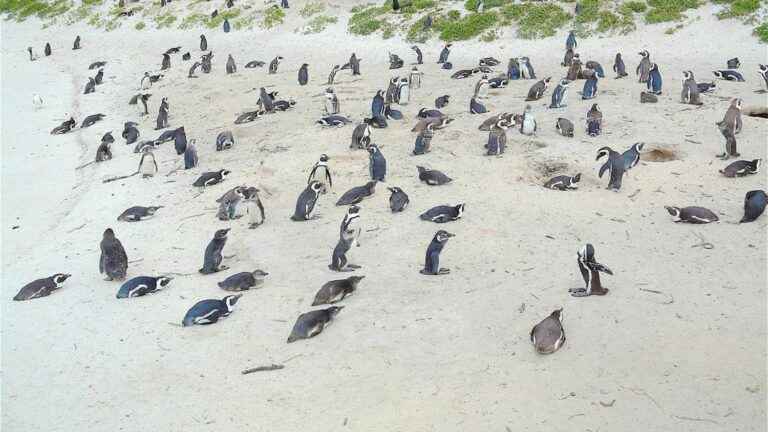 African penguins affected by bird flu