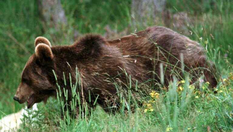 An unprecedented and constructive meeting in Paris on the issue of bears in the Pyrenees