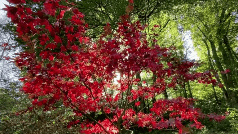 Autumn: an arboretum with impressive colors