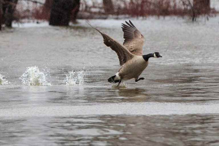 Avian flu |  An “unprecedented pandemic” hits Canada