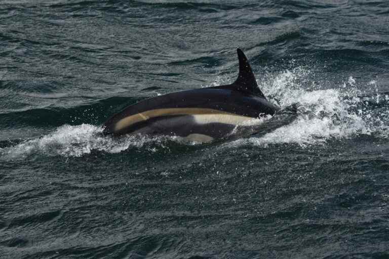 Bas-Saint-Laurent |  A dolphin may have died of bird flu