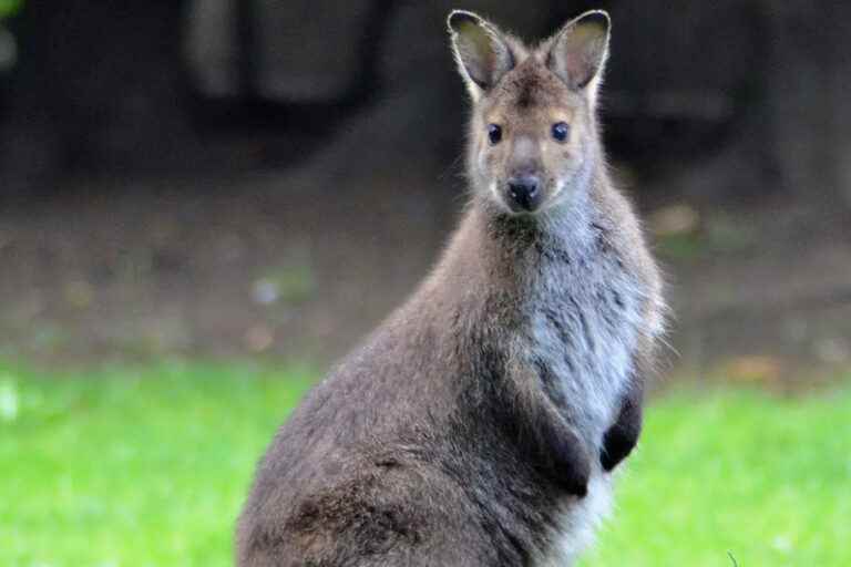 Biodiversity |  Australia lists 15 new endangered species under its law