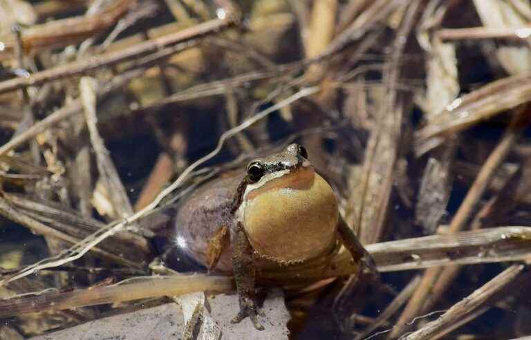 Biodiversity decline continues to affect Canada, warns World Wildlife Fund