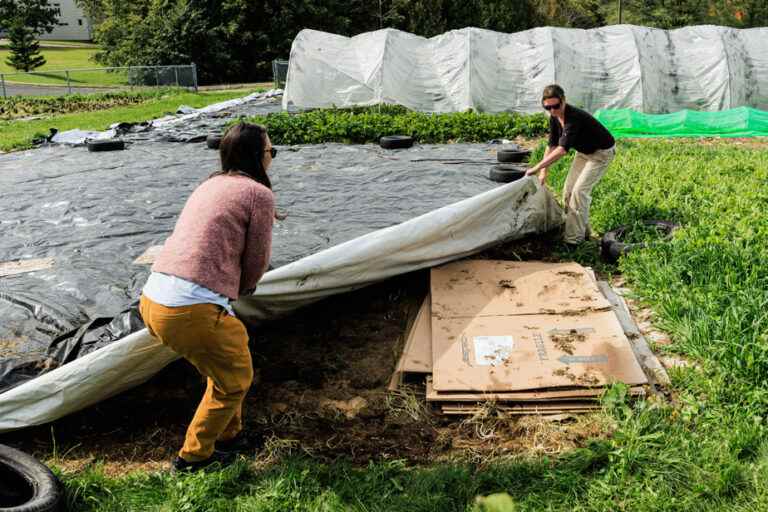 Blue planet, green ideas |  Know how to plant cabbages (through cardboard)