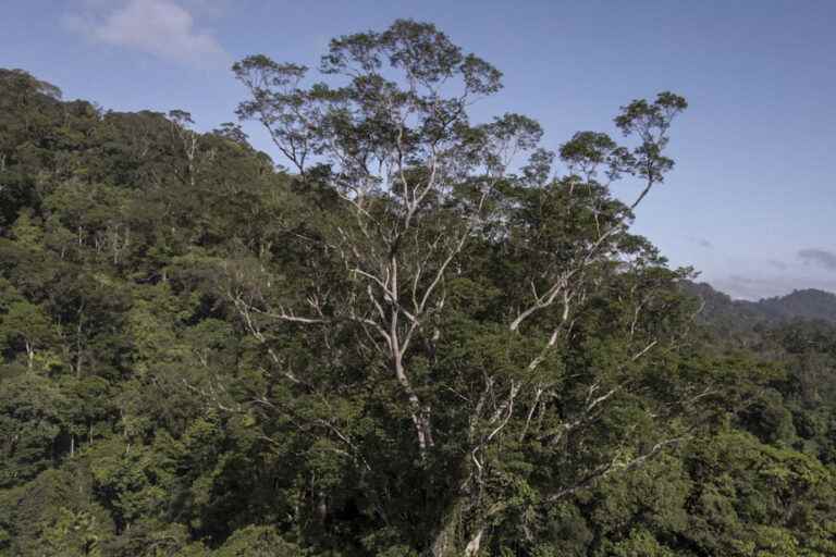 Brazil |  A team of scientists reaches the largest tree in the Amazon