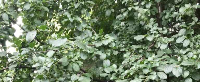 Buckthorn: an invasive plant and one of the “worst botanical plagues of the hour”