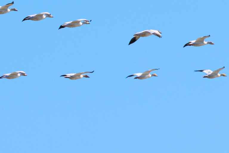 Cap Tourmente |  Beyond the Greater Snow Goose