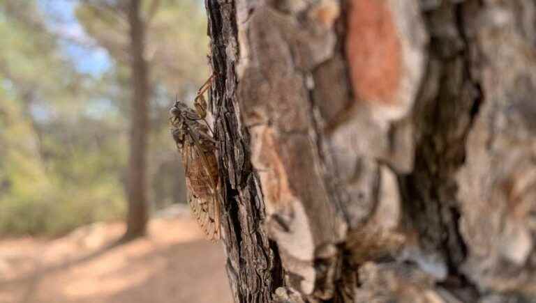 Cicadas at All Saints in Provence!