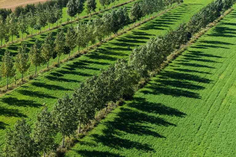 Climate Change |  The farmer who planted trees