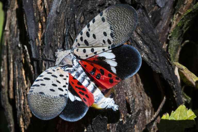 Climate |  New insects are causing havoc in Quebec