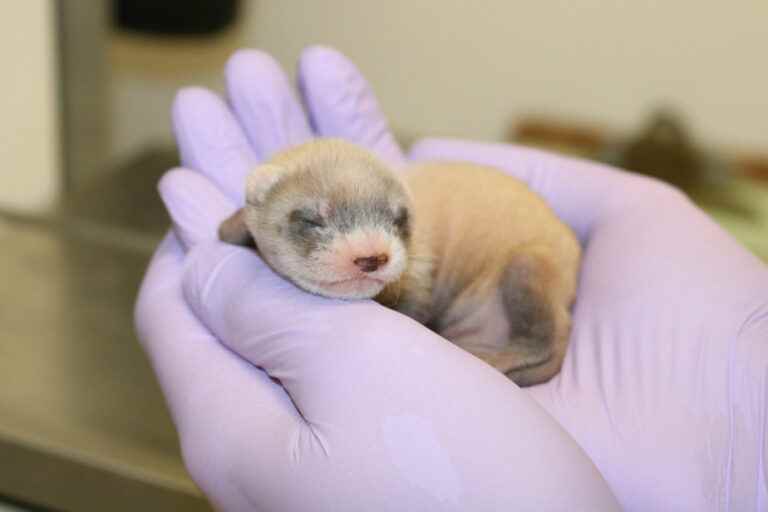 Cloning to save a polecat from extinction