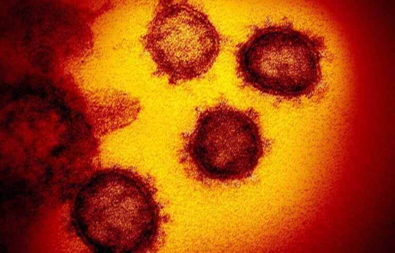 Coronavirus: a new virus created in the laboratory causes a stir