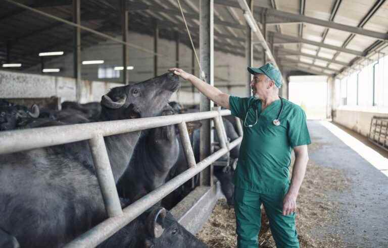 Decentralization of the veterinary medicine program