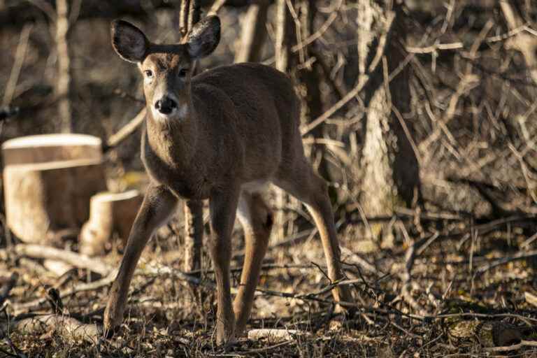 Deer in Michel-Chartrand Park |  The legal saga before the Court of Appeal