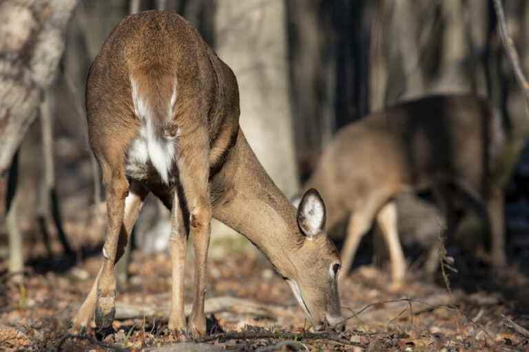 Deer in Michel-Chartrand Park |  The legal saga will go on appeal