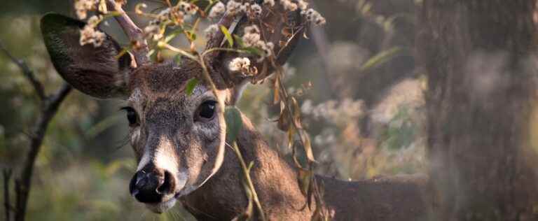 Deers of Longueuil: between wonder and inconvenience