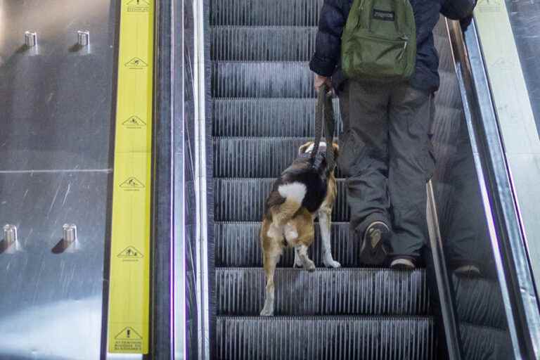 Dogs make a discreet entrance into the Montreal metro