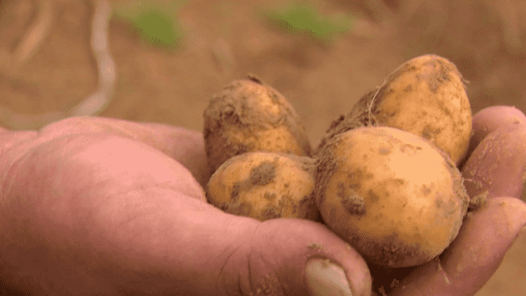 Drought: smaller potatoes this year