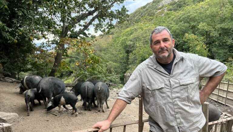 È campà quì in a pieve di Lota: Christian Benigni, pig farmer