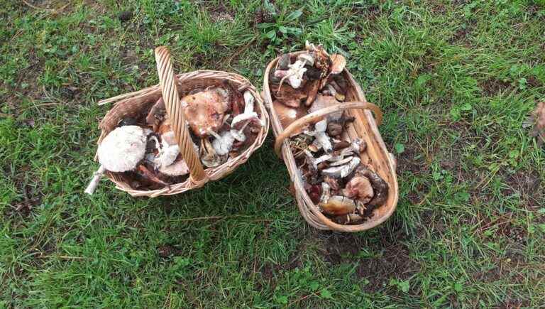 Educational picking during the mushroom festival in Praille-la-Couarde in Deux-Sèvres