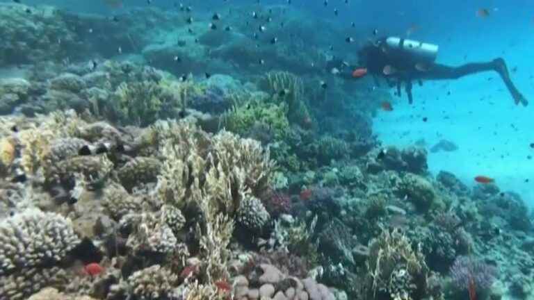 Egypt, the last refuge of corals