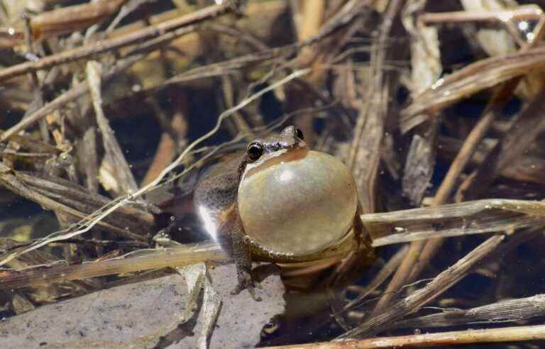 Environment Canada is fining Hydro-Québec for destroying critical chorus frog habitat in La Prairie.