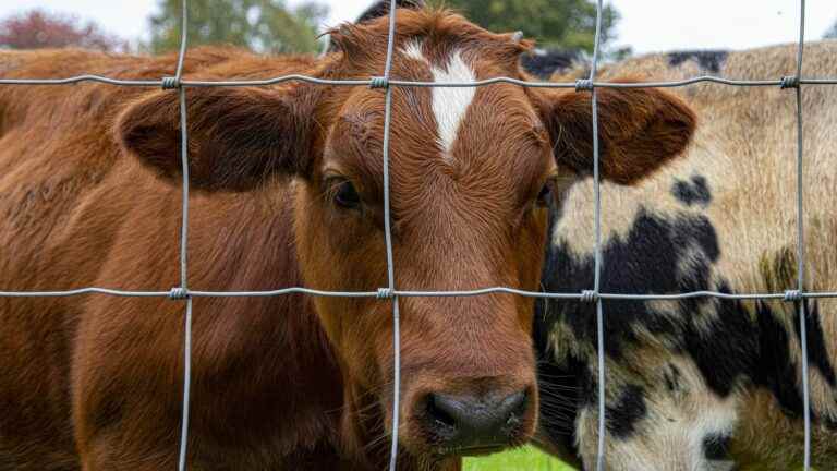 Farmers’ crisis in the Netherlands