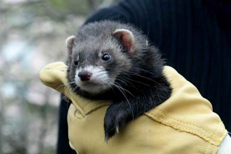 Ferrets to overcome rats in Marseille, the experiment will start in mid-December