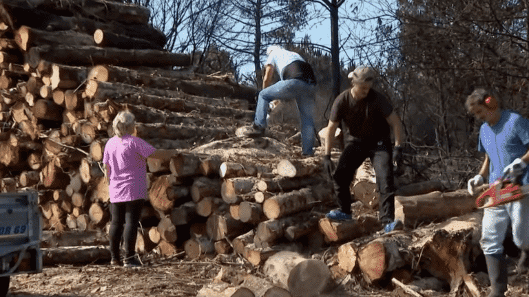 Fires in Gironde: wood made available to residents