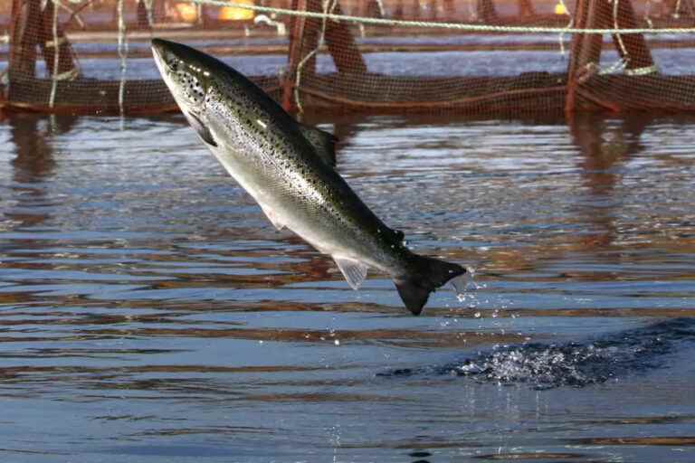 Fishing |  Released salmon reproduce less