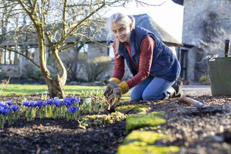 Gardening |  A flowering lawn as soon as the snow melts