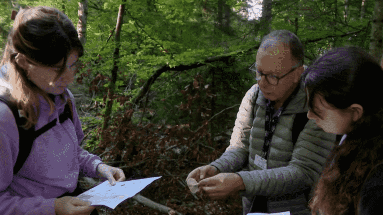 Health: pharmacy students trained to recognize toxic species of mushrooms