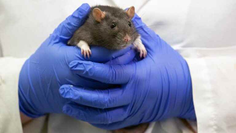 Human brain cells implanted in rats to study psychiatric disorders