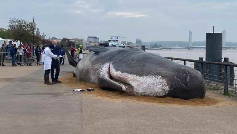 IN IMAGES – What is this whale on the quays in Bordeaux?