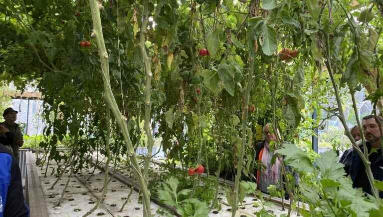 In Mayenne, the Echologia park grows tomatoes using fish waste