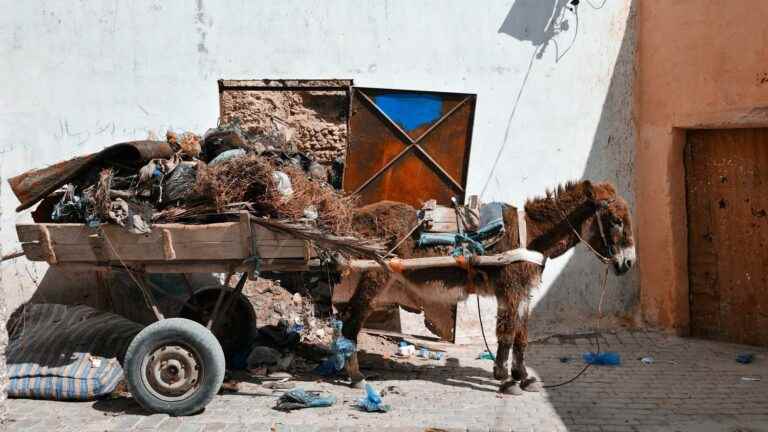 In Morocco, Casablanca no longer wants carts pulled by donkeys or mules in its streets