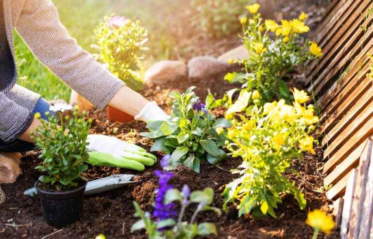 In October, it’s time to divide perennials in the garden