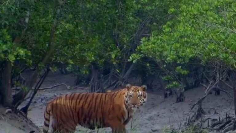 India: in the largest mangrove forest in the world, men victims of tigers