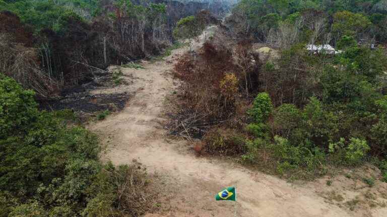 “It is absolutely necessary to curb this deforestation” of the Amazon, judges an ecologist