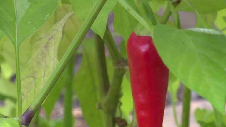 Jean-Philippe Turpin, producer, cultivates his passion for peppers