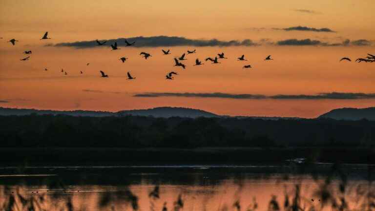 “Migratory birds are disturbed by public lighting”, warns Cédric Marteau of the LPO