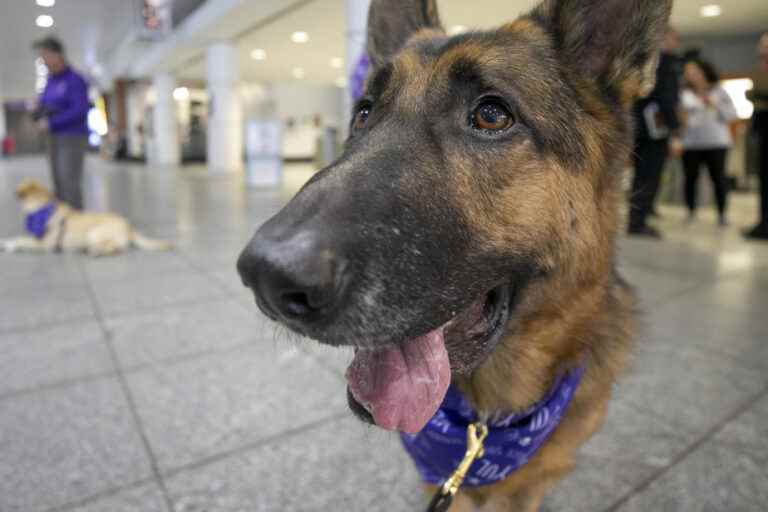 Montreal Metro |  Dogs are now allowed