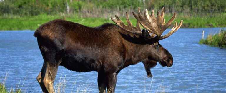 Moose: hunters want answers