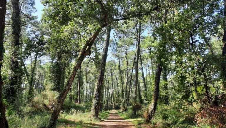 More than 60,000 trees will be planted in the Pignada forest in Anglet, two years after the pine forest fire