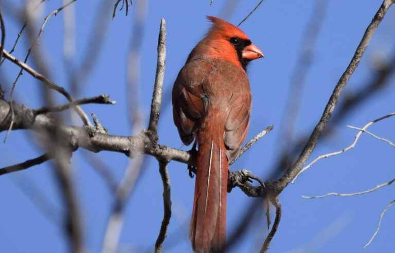 More than 70,000 birds killed every day by collisions with windows