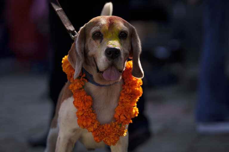 Nepal celebrates dogs as part of Hindu festival