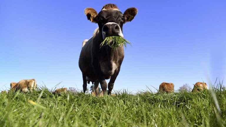 New Zealand wants to tax cow farts and burps to fight global warming