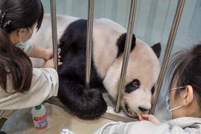 “Panda Diplomacy” |  In full tension, Taiwan invites Chinese veterinarians